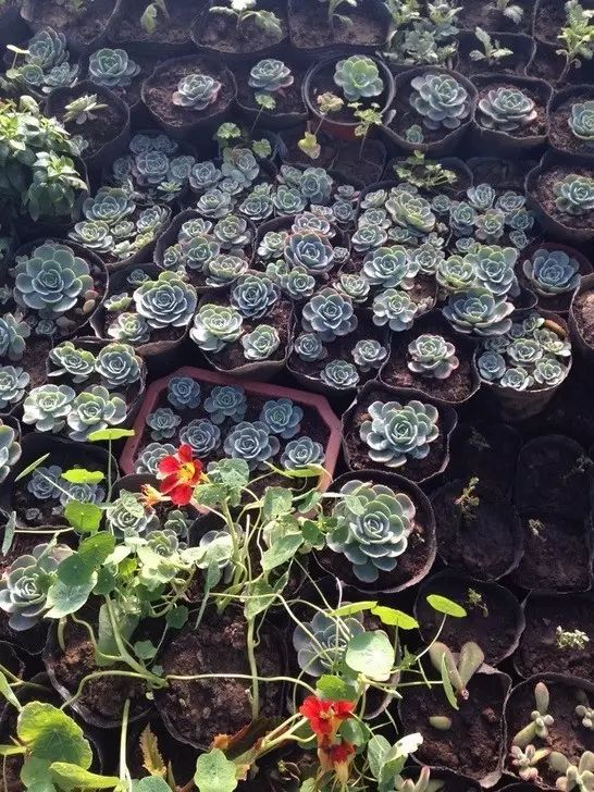 秋天如何养护玉蝶多肉,多肉玉蝶的养护