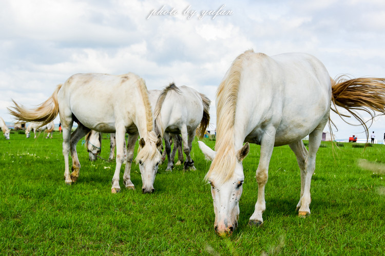 五一锡林郭勒游玩,几月份游锡林郭勒适合