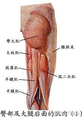 腹直肌上部分离,腹直肌及腹直肌分离