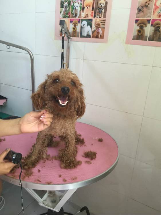 捡了一只流浪狗又脏又臭,捡了一只流浪狗泰迪