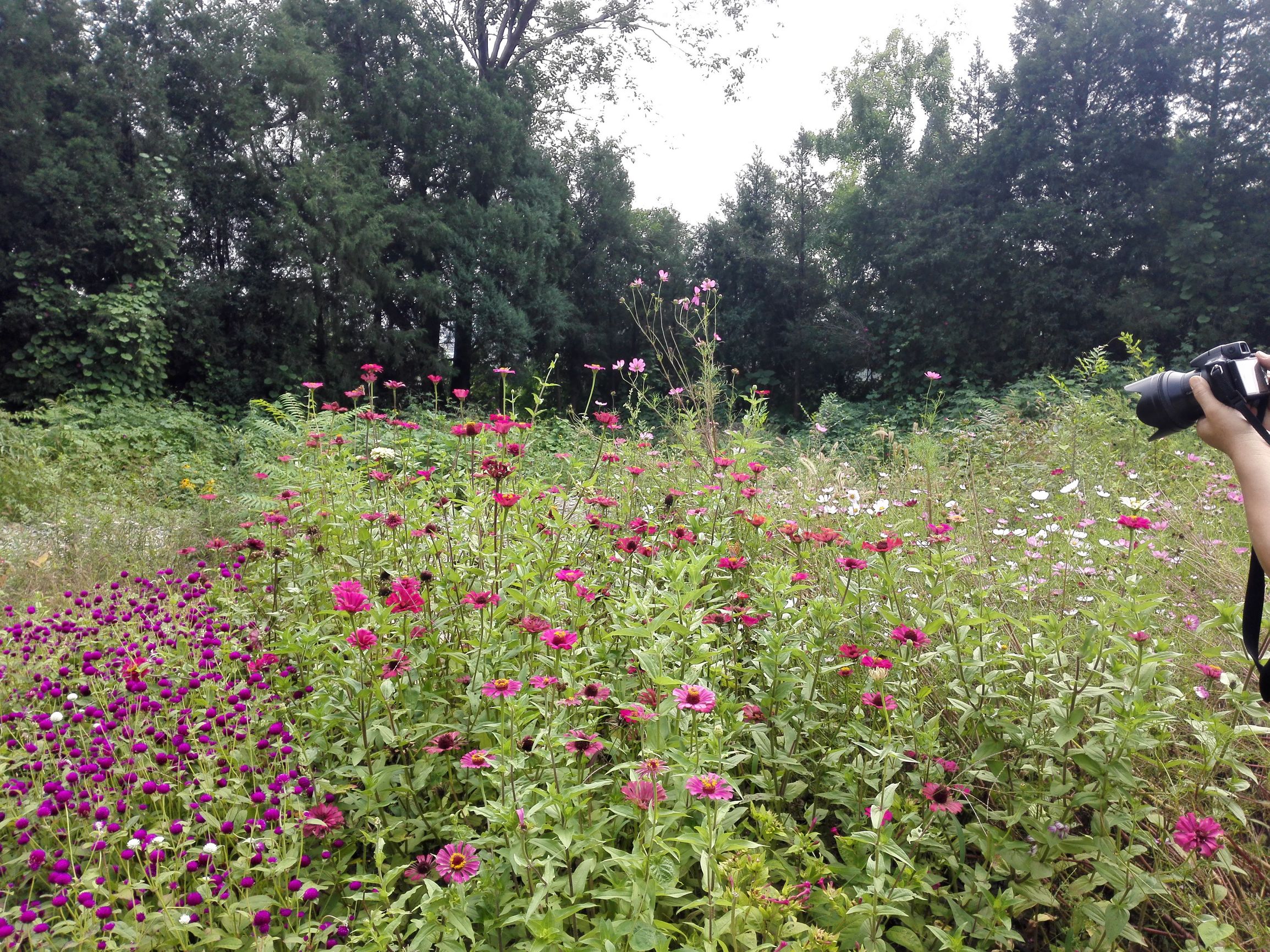 燕京八景指哪8个景点,燕京古八景之一