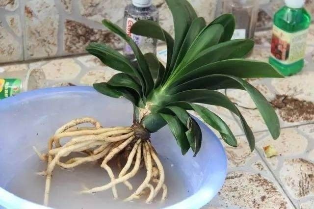 君子兰换盆的正确方法11月可以吗,君子兰花怎样换盆移栽