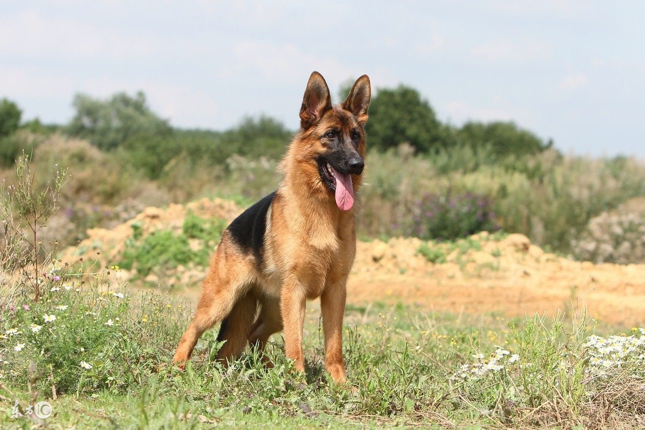 饲养德国牧羊犬要注意事项,饲养德牧
