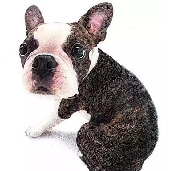 斗牛犬放屁怎么做到的,法国斗牛犬放屁怎么办