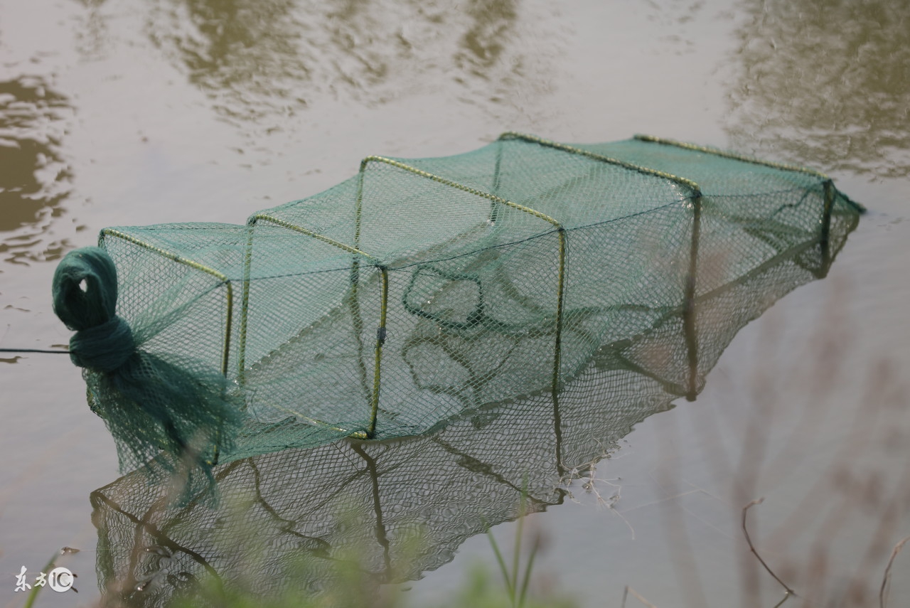 诱捕龙虾地笼正确方法,地笼捕龙虾最快最多的办法