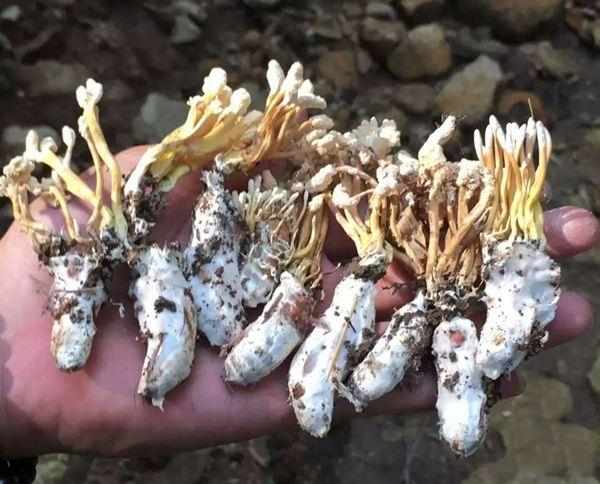 三农稀奇古怪的美食你吃过吗,农村里的这些菜个个都是宝