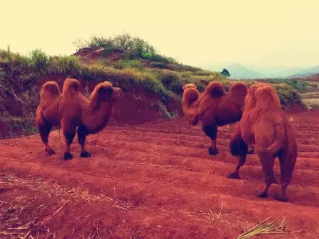 岭南九寨沟旅游攻略,广东自驾游去九寨沟攻略