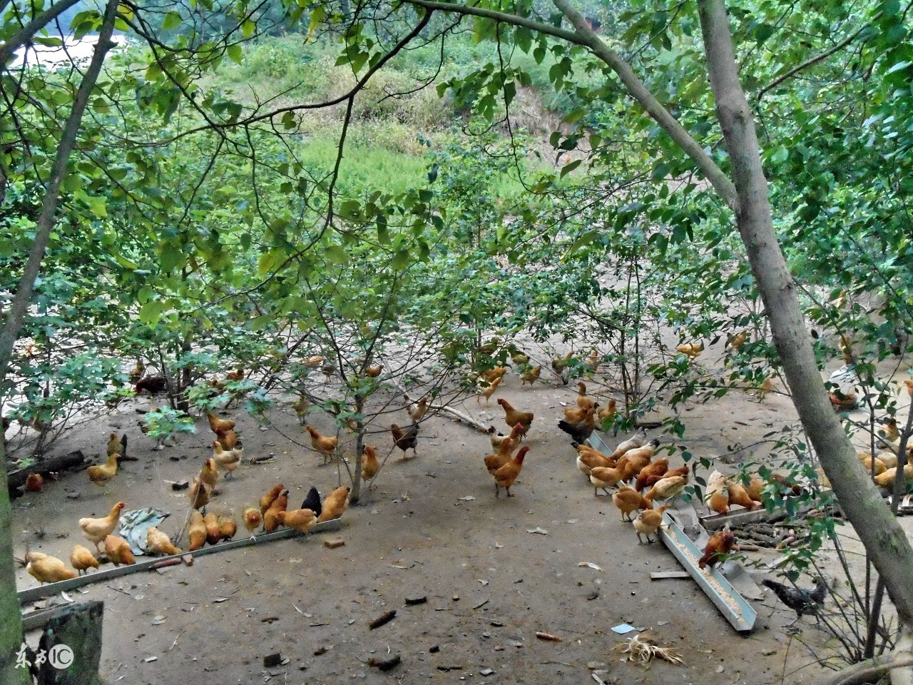 漳州野生放养土鸡,野生放养土鸡