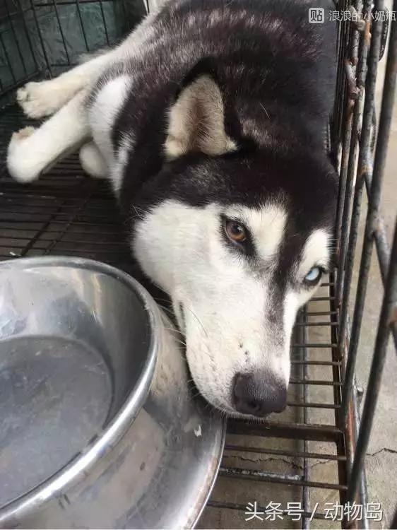 我的哈士奇,我的哈士奇有多厉害