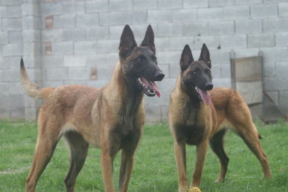 马犬短毛和长毛区分,怎样区分马犬的好与坏