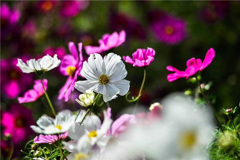 肃北七彩花海,肃北百亩花海在哪里