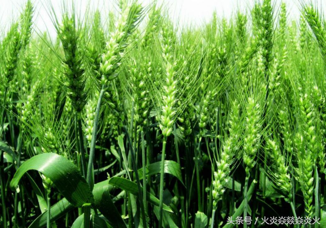 小麦包衣助高产,小麦包衣