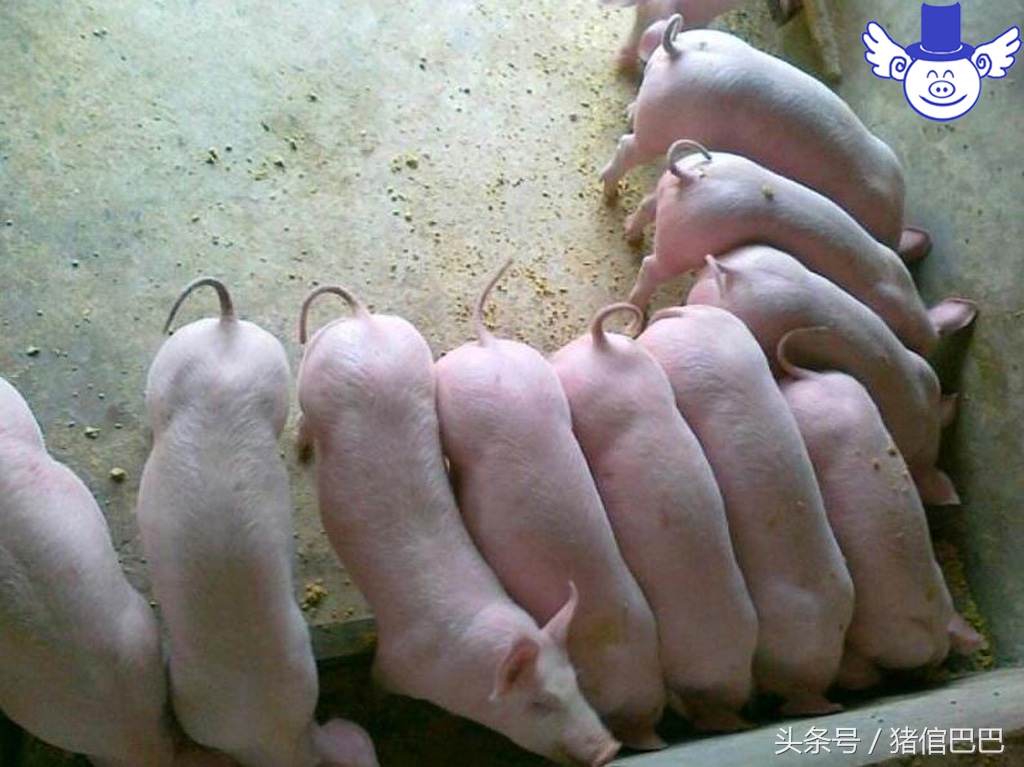 仔猪站不起怎么治,仔猪站不起来什么病用什么药打针