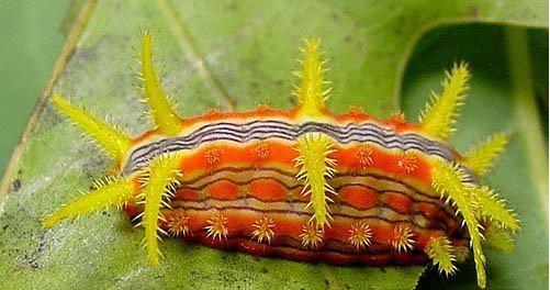 常见的大虫子科普,盘点那些你没见过的虫子