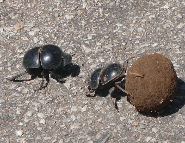 常见的大虫子科普,盘点那些你没见过的虫子