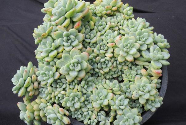 不知道什么植物养不活,不知道自己养的多肉是什么品种