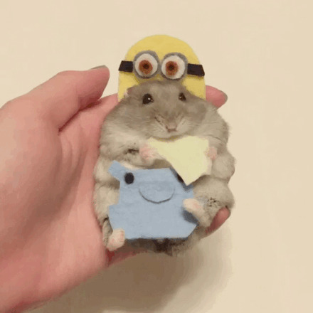 一只萌萌的吃货仓鼠，在角色扮演，还不忘记爪子里的好吃的