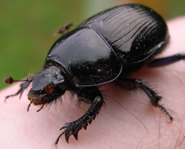 常见的大虫子科普,盘点那些你没见过的虫子