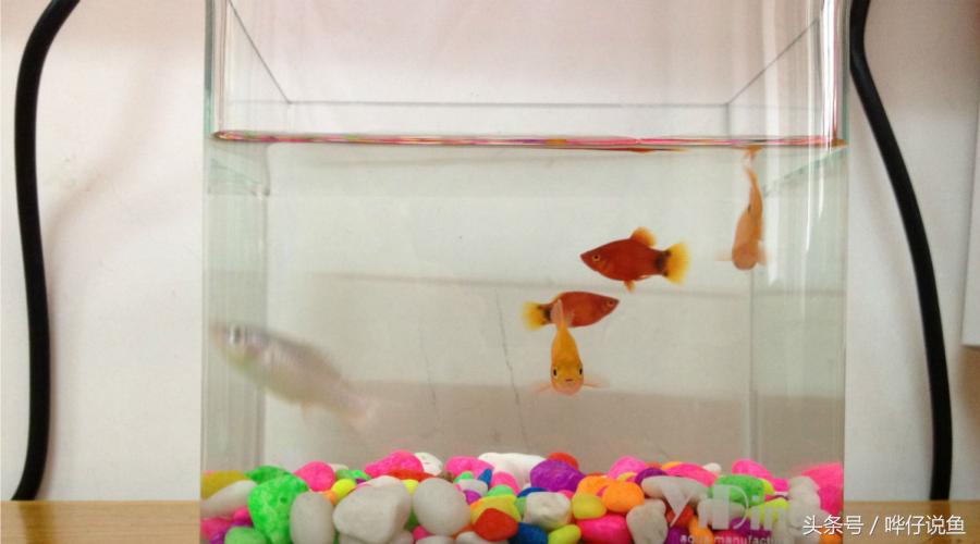 爸爸快看！我在鱼缸里抓到了米老鼠——宠物鱼新手入门小窍门