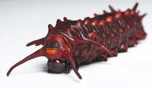 常见的大虫子科普,盘点那些你没见过的虫子