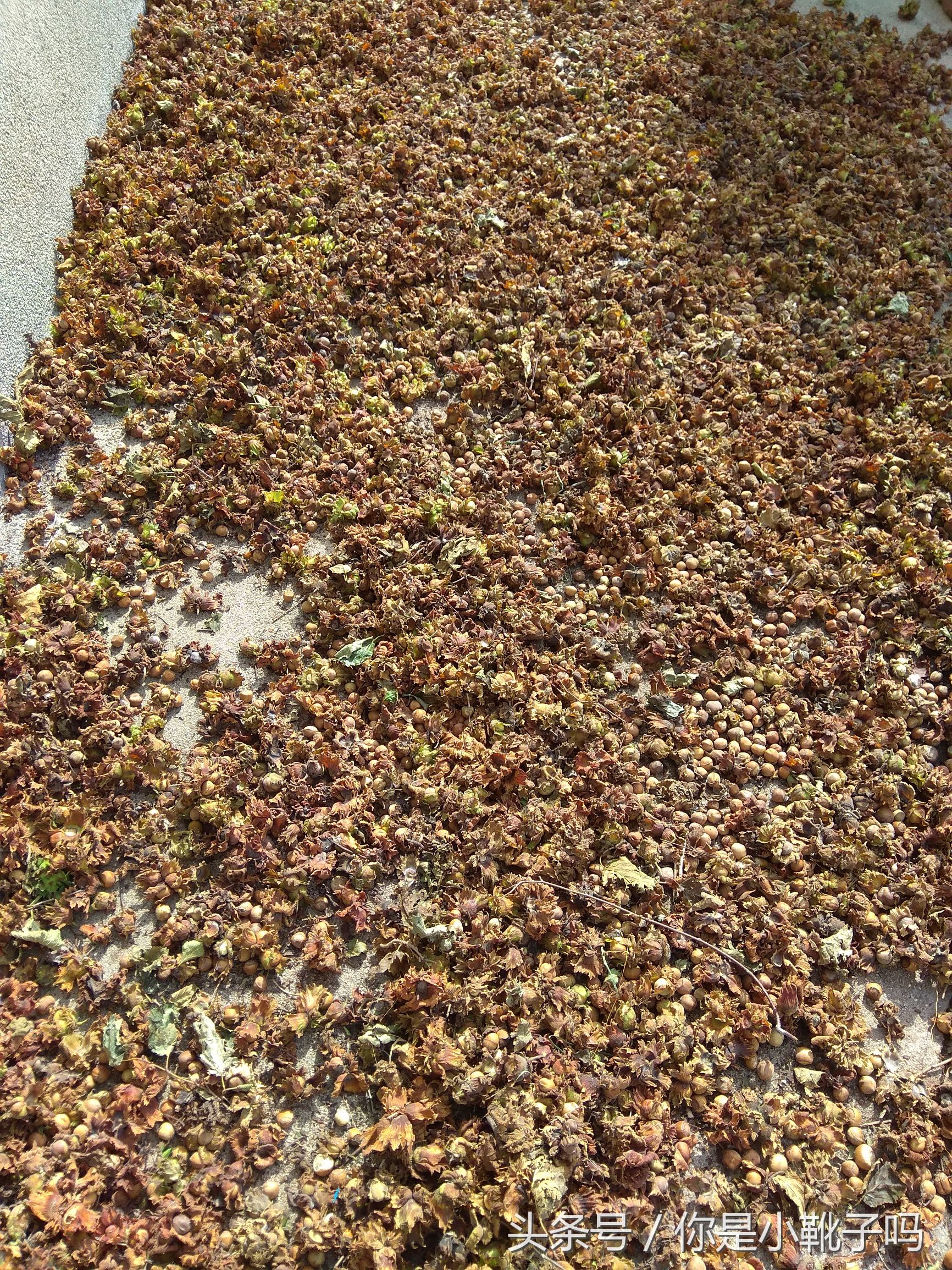 一年一次的榛子采摘又开始啦,榛子这样的坚果采摘非常麻烦