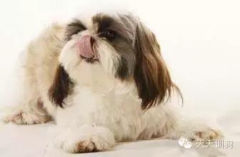 狗狗的泪痕把毛都染红了怎么办,狗狗去泪痕最有效的方法是什么