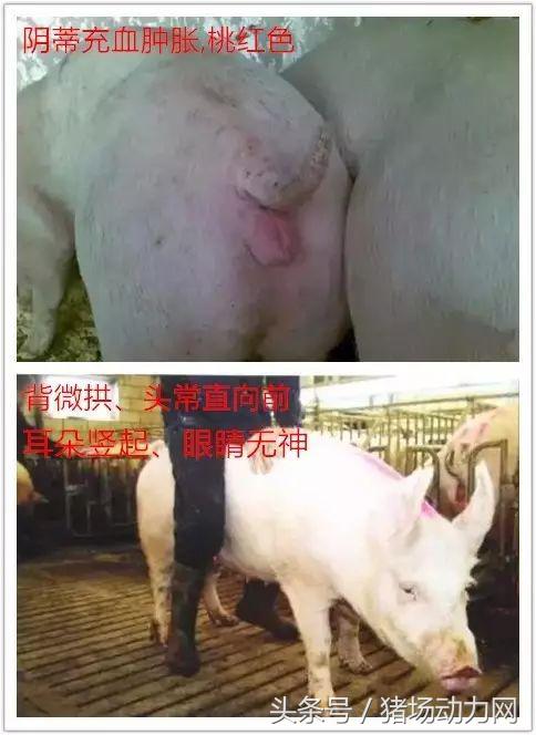 母猪怎么不受孕,母猪不受孕的正确方法