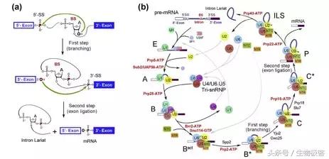 施一公回中国完整视频,施一公回放