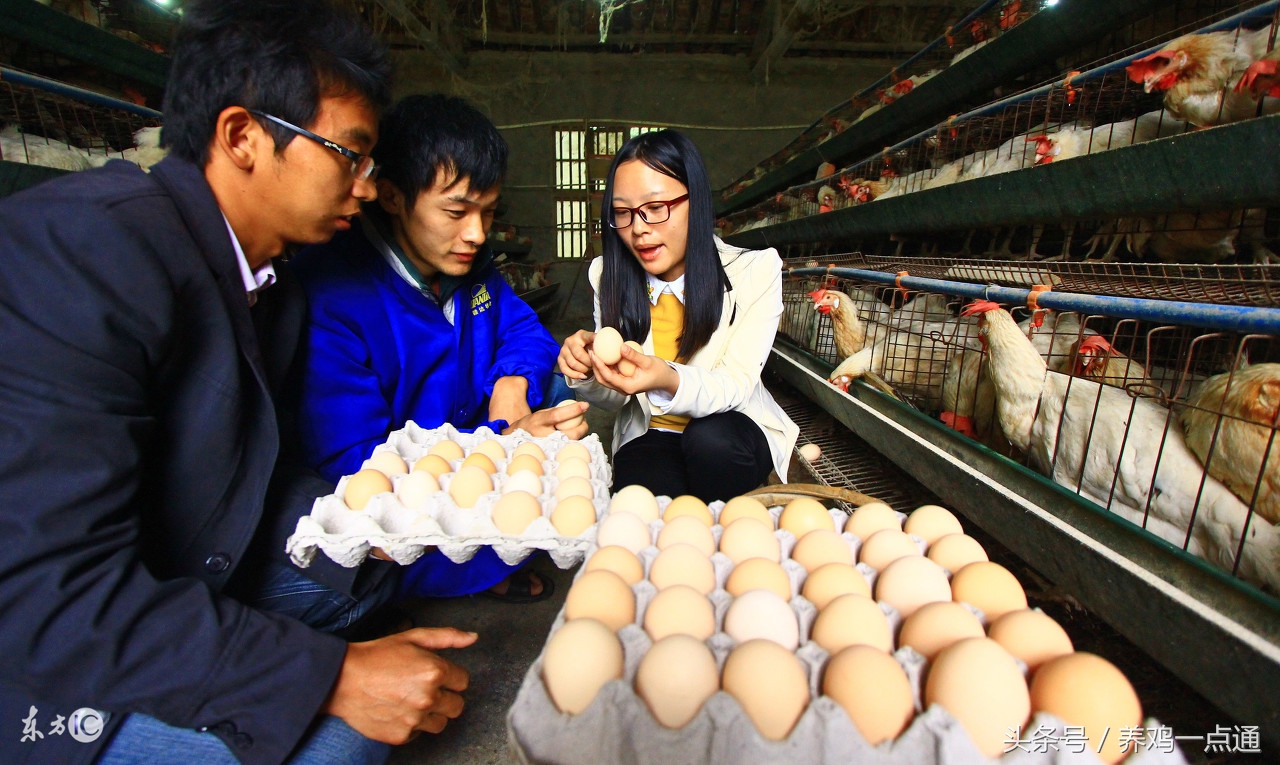 做兽医要什么条件,做禽病工作怎么样