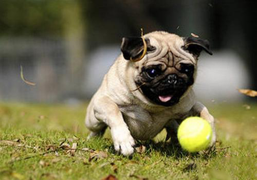 长得最好看的巴哥犬,运动能力超强的巴哥犬