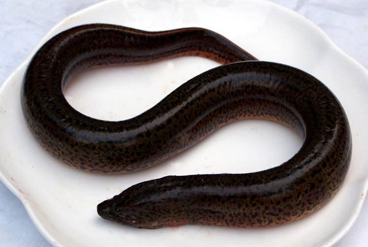 青鱼和花鲢鱼的区别图片,青鱼和花鲢鱼是一种鱼吗