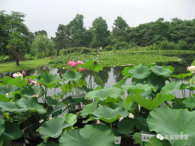 合肥非合肥是名合肥