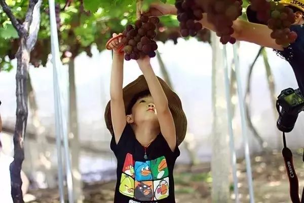 镇江有轨电车,镇江有名的塔叫什么塔