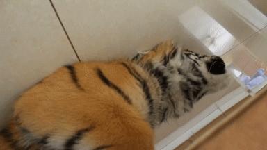 当科比遇见蔡徐坤打篮球,当科比遇到篮球爱好者