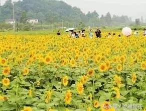 广西深秋好看的地方,广西的秋天哪里风景最美