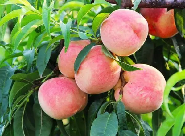 镇江有轨电车,镇江有名的塔叫什么塔