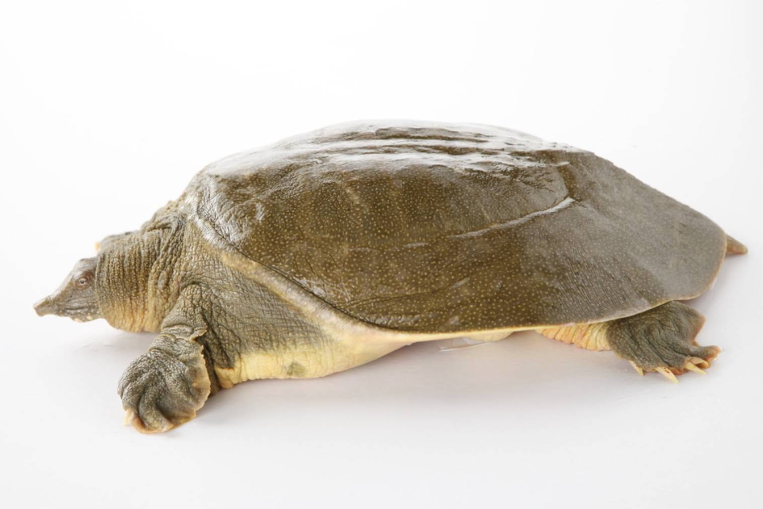 粤式甲鱼煲汤,滁州甲鱼汤