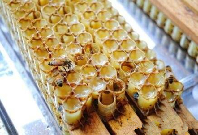 养蜜蜂专用术语,蜜蜂养殖技术维语版