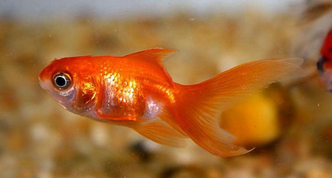 串钩钓法技巧,怎样使用串钩钓鱼技巧