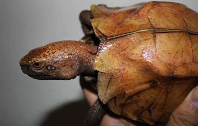 什么龟比较凶猛并且背甲好看,什么龟凶猛好看