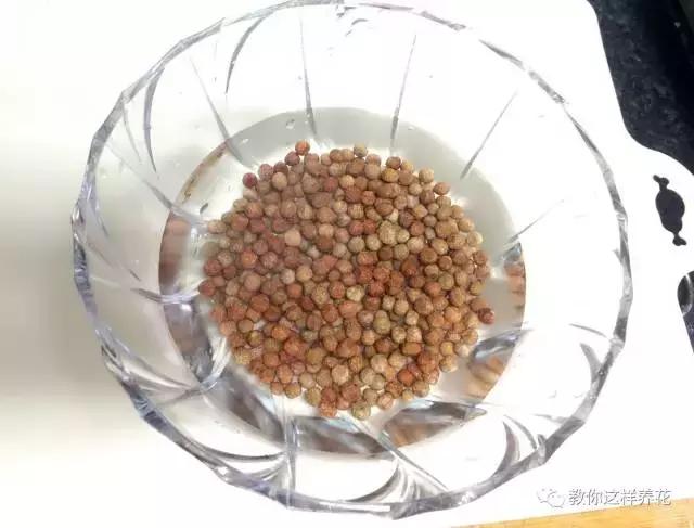 自己在家种菜做美食,家庭如何种菜做菜