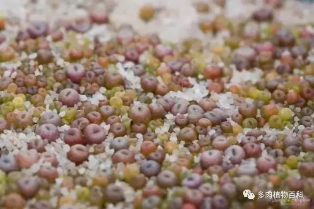 生石花多肉植物怎么养护,多肉生石花怎么能养大