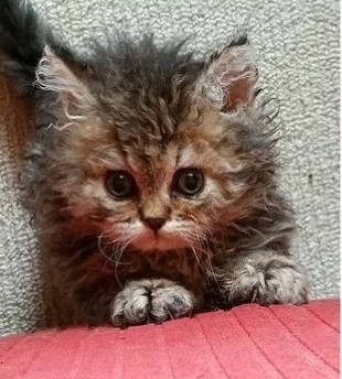 什么猫可以和泰迪混养的,什么猫适合和泰迪一起养