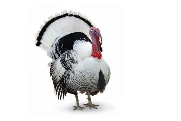 鸟类的视觉效果和人类一样吗,鸟类的视觉有多发达