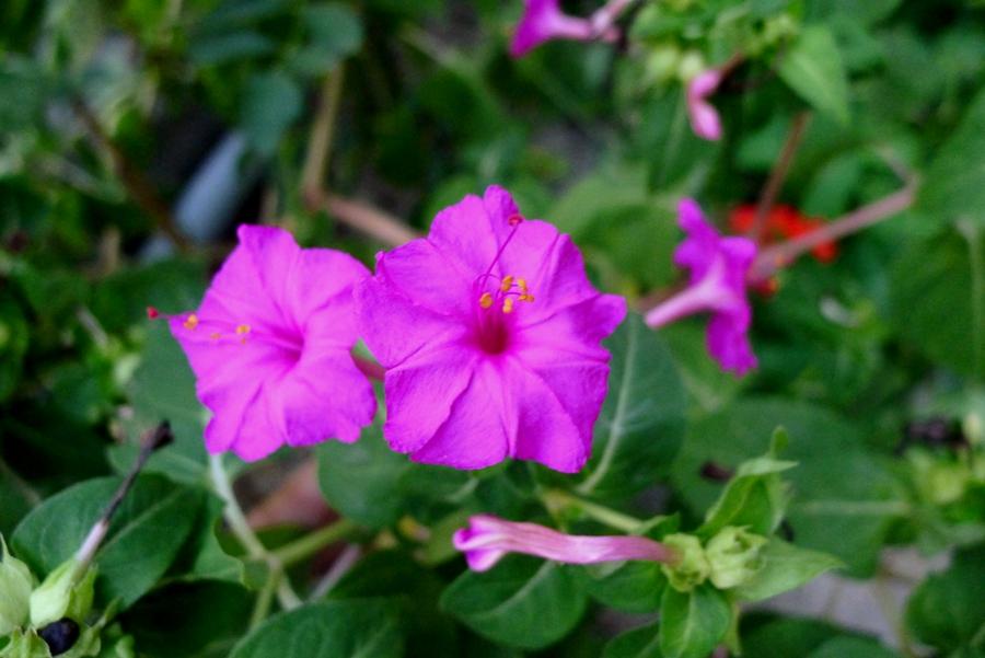 紫花茉莉治急性关节炎损伤接骨