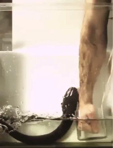 科学家拿电鳗做实验,电鳗自己把自己电死实验