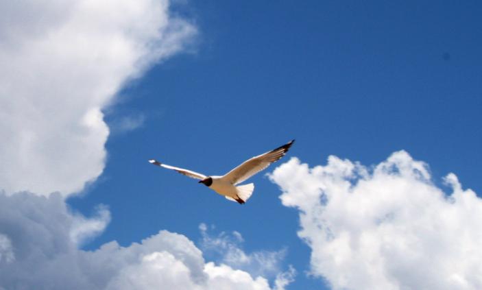 鸟类的视觉能力远超人类想象，神奇的导航能力曾长期让科学家困惑