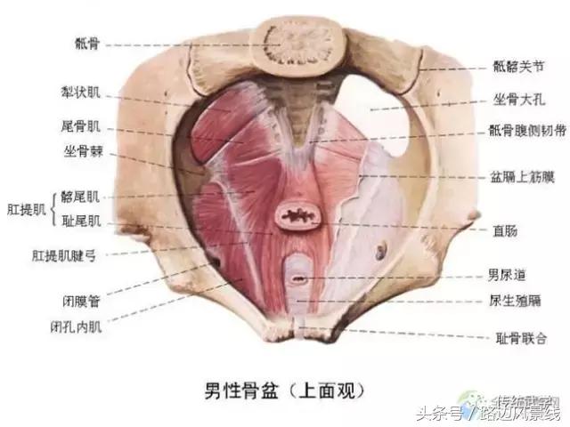 骨架平衡整脊术价目表,骨架平衡手法