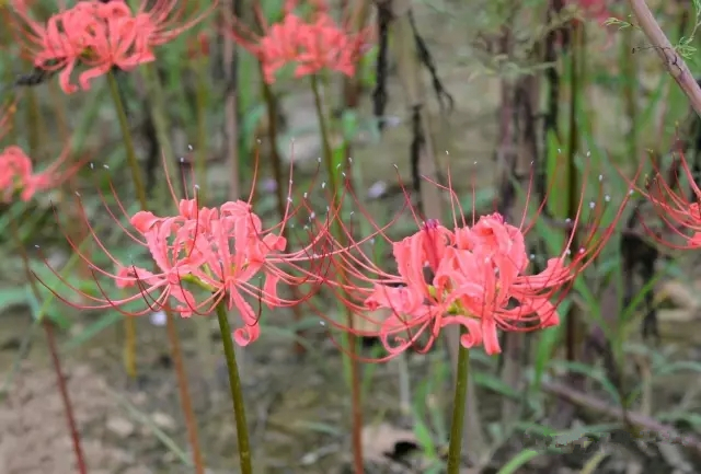 美丽的郑州北龙湖湿地公园,郑州北龙湖湿地公园初冬游记