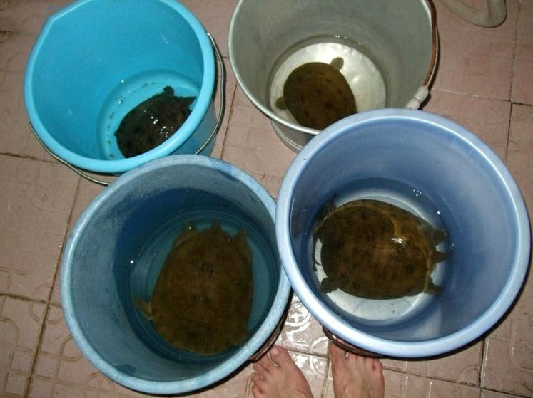 野河钓甲鱼口诀,屎打窝钓鱼效果